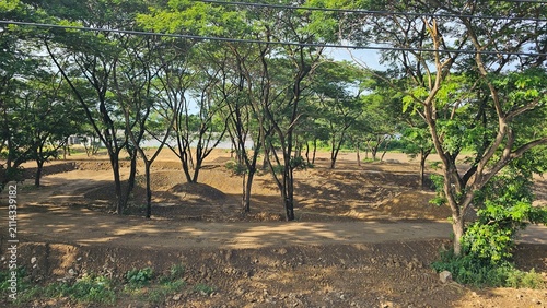 rows of trees