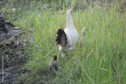 Free-range village chickens foraging naturally in green grass, showcasing rural farming, livestock, and traditional countryside life.