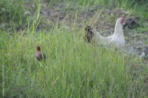 Free-range village chickens foraging naturally in green grass, showcasing rural farming, livestock, and traditional countryside life.