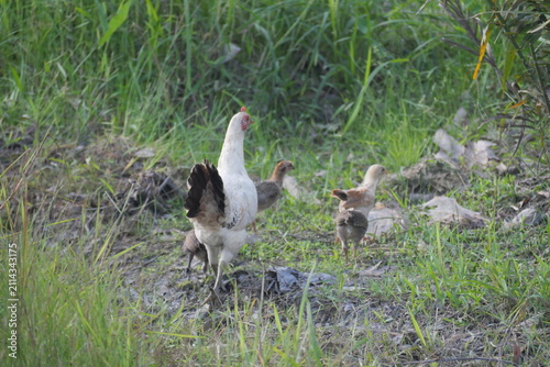 Free-range village chickens foraging naturally in green grass, showcasing rural farming, livestock, and traditional countryside life.