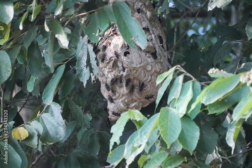 Mud dauber wasp building an earthen nest, showcasing natural behavior, intricate craftsmanship, biodiversity, and insect ecology.