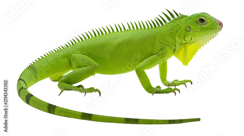 Принти на полотні Green iguana reptile with spiky crest and banded tail