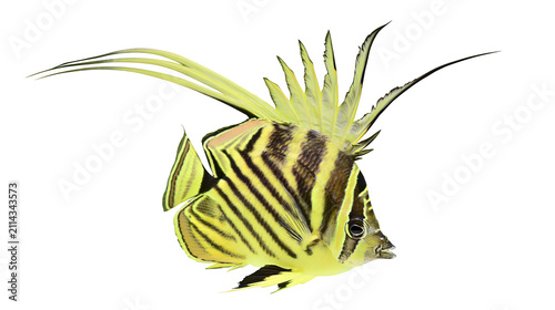 Fotografie Yellow striped butterflyfish with long dorsal fin