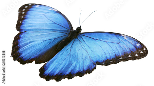 Blue morpho butterfly with black wing edges and white spots