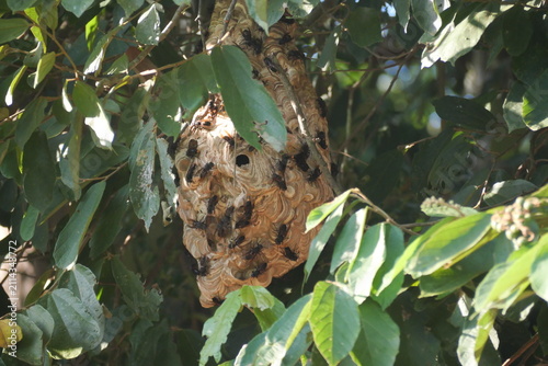 Mud wasp nest built from natural soil, showcasing intricate structure, insect behavior, biodiversity, and fascinating wildlife.