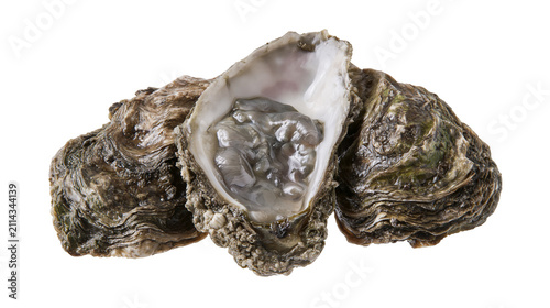 Quadro su tela Freshly opened oysters with grey flesh and rough shells
