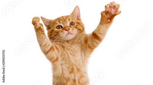 Ginger tabby kitten with paws raised
