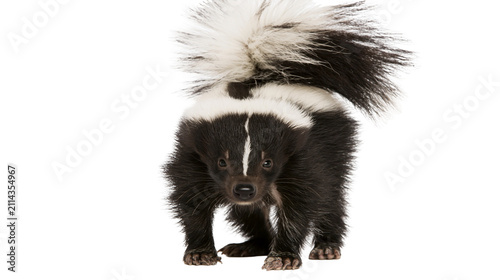 Foto Young skunk with fluffy tail and black and white fur