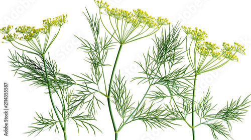 Foto Dill plant with delicate green leaves and yellow flowers