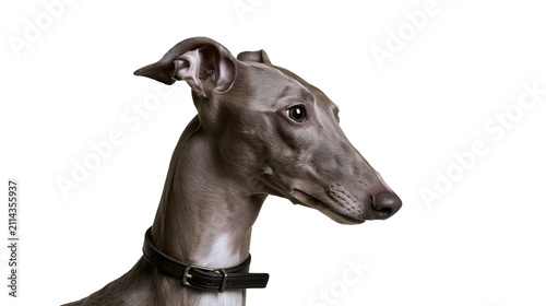 Quadro su tela Italian Greyhound dog with black collar profile view, grey coat