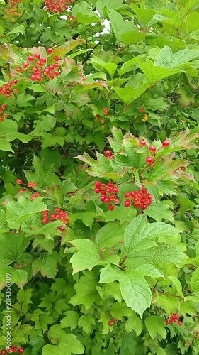 Red viburnum (guelder rose, highbush cranberry) berries grow on a bush, close-up view