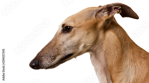 Quadro su tela Elegant Greyhound dog head profile tan fur, keen eye