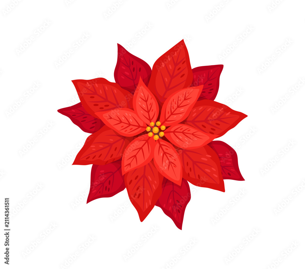 Obraz premium Cartoon Christmas holiday poinsettia flower with vibrant lush red petals. Vector vibrant natural plant, symbol of Xmas cheer and warmth, joy and celebration, decoration for the festive season