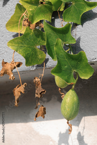 фотографія A Coccinia grandis vine grows along a textured wall, displaying vibrant green leaves and developing fruits