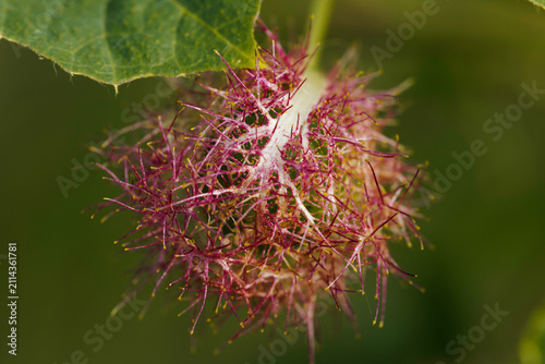 Fotografía Close-up macro photograph of a developing Passiflora foetida flower bud with distinctive bristly bracts and vibrant purple-green colors