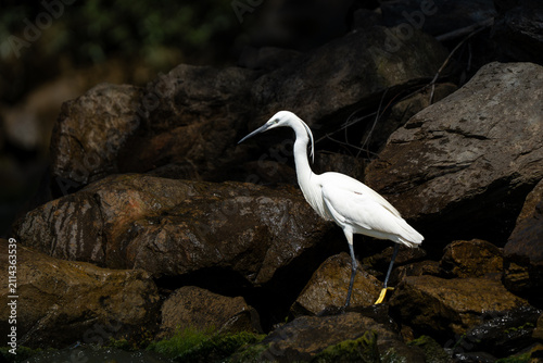 Great White Egret, Ardea alba, Danube Delta, Romania
