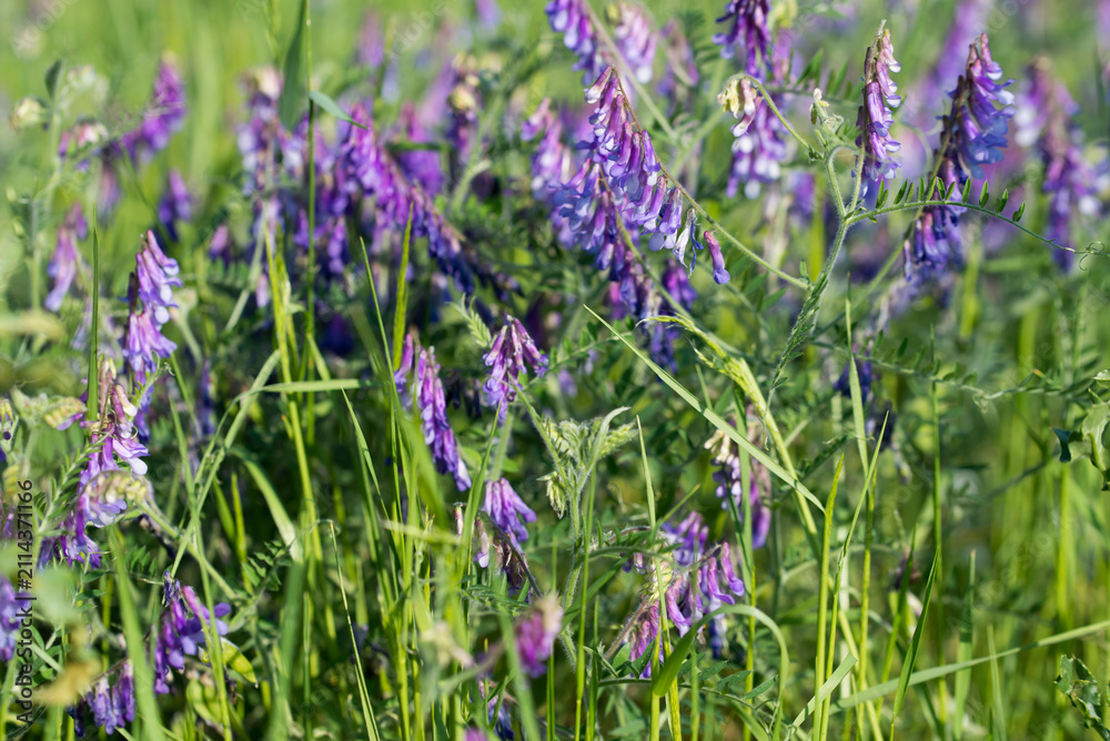Fototapeta premium hairy vetch, Vicia villosa flowers closeup selective focus