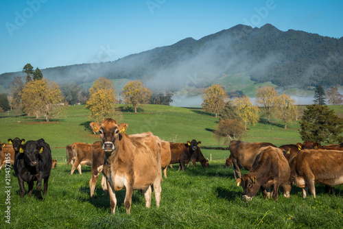 Photography Rural scene, Herd of Jersey and Jersey cross dairy cows grazing in green grass