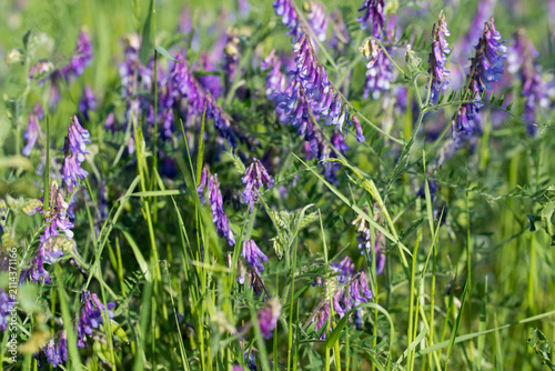 hairy vetch, 
Vicia villosa flowers closeup selective focus