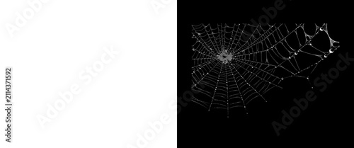 Cuadro en lienzo Spooky spider web with water droplets on black background, fragile spiderweb tex