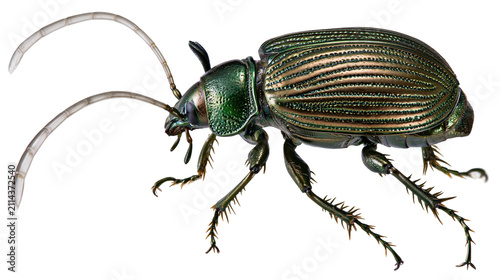 Cuadro en lienzo Metallic green beetle with long antennae and spiky legs