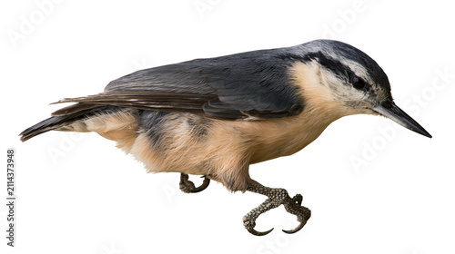 Foto Eurasian Nuthatch bird with grey blue back and orange belly