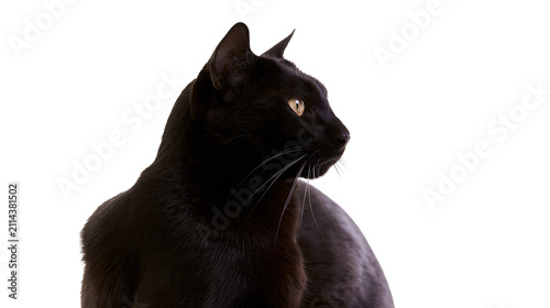 Obraz na płótnie Black cat with yellow eyes looking to the side