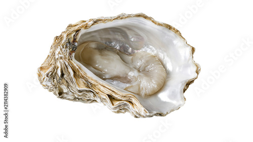 Quadro su tela Open oyster with raw mollusk inside, detailed shell texture