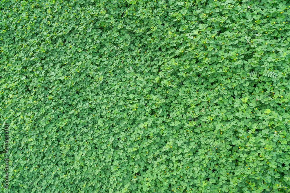 Fototapeta premium A dense, lush carpet of green clover plants dotted with tiny yellow flowers, forming a natural textured ground cover.