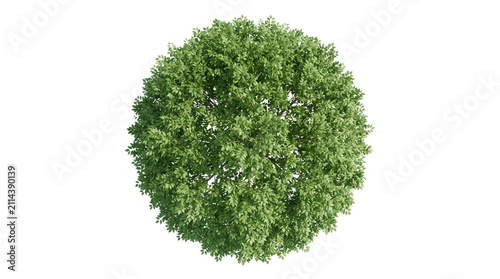 Top view of green deciduous tree isolated on white, overhead aerial perspective of lush round tree canopy, architectural landscape plant element