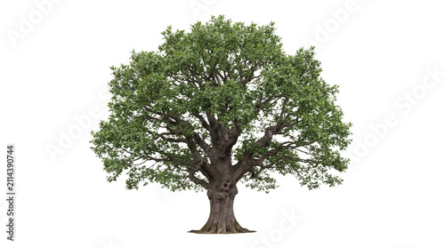Majestic oak tree with lush green foliage, isolated large deciduous tree on white background, ancient oak with thick trunk and spreading branches
