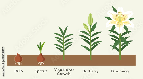 Educational illustration showing the life cycle stages of a lily plant from bulb to blooming flower.