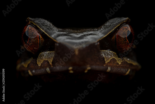 Extreme close-up of a giant horned frog (Megophrys periosa) showing the horn-like projections, eyes and face details isolated against a black background from East Khasi Hills, Meghalaya, India