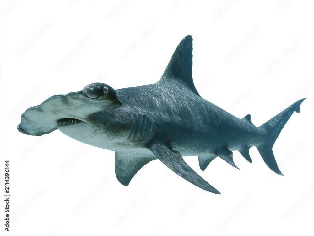 Fototapeta premium Full Body Shot Of A Grey Hammerhead Shark Isolated Against A Clean White Background Studio Light