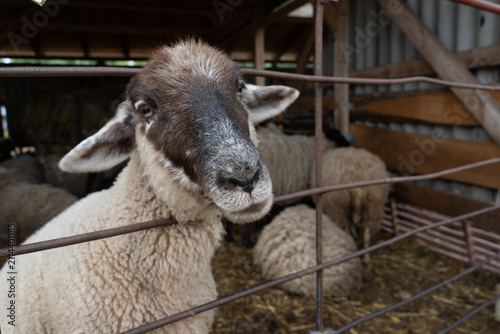 Foto Curious domestic sheep standing behind a metal fence inside a rustic livestock barn with other sheep in the background