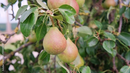 Closeup green pear branch with fruit. Dappled morning light highlights glossy leaves and water droplets, rustic orchard backdrop, harvestready produce, tactile skin texture, natural green palette.