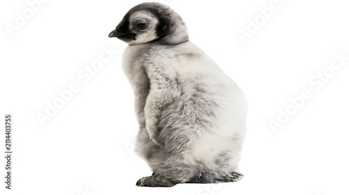 Quadro su tela Fluffy baby penguin chick with grey downy feathers