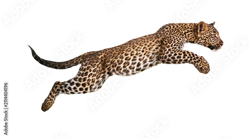 Foto Leopard mid-leap with spotted fur and long tail