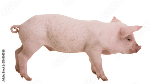 Konstfotografi Pink piglet standing profile view