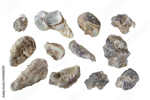 Obraz na płótnie Collection of weathered oyster shell fragments isolated transparent png