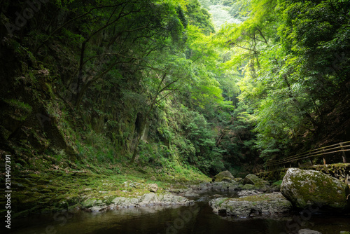 深緑の森を流れる穏やかな渓流と岩盤の風景