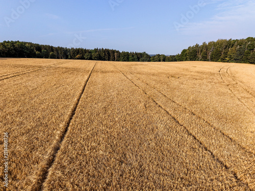 Golden Wheat Field with Tractor Tracks Stretching Across Agricultural Farmland Under a Clear Summer Sky