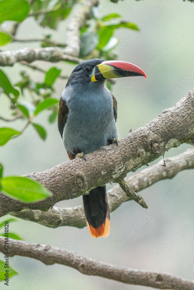 Obraz premium beautiful colored plate-billed mountain toucan (Andigena laminirostris) sitting n the branch very near in the cloud forest