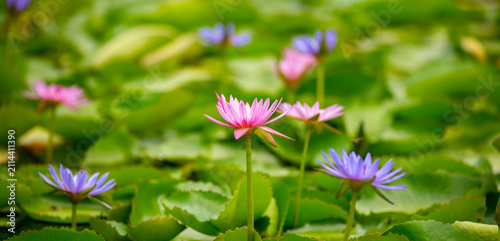 Cuadro en lienzo Lotus pond