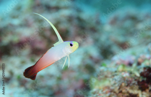 Fire Dartfish in Kumejima, Okinawa, Japan