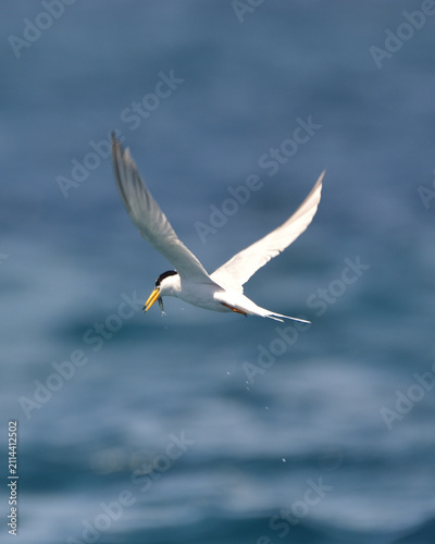 Little Tern Carrying a Fish in Kume Island, Okinawa, Japan