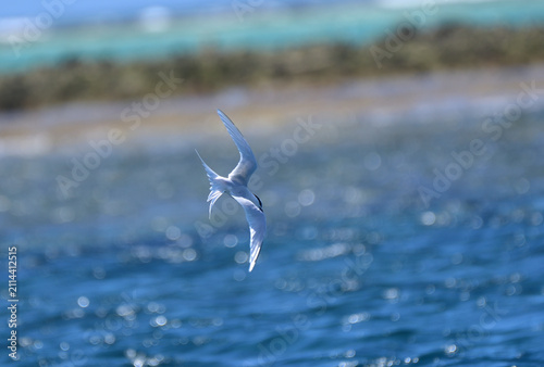 Black-naped Tern Flying in a Blue Sky over Kume Island, Okinawa, Japan