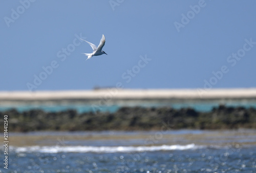 Black-naped Tern Flying in a Blue Sky over Kume Island, Okinawa, Japan