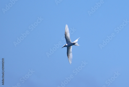 Black-naped Tern Flying in a Blue Sky over Kume Island, Okinawa, Japan