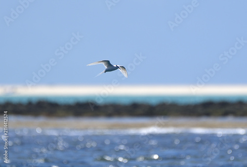 Black-naped Tern Flying in a Blue Sky over Kume Island, Okinawa, Japan